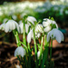 Snowdrops by 365nick