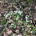 Snowdrops  by jab
