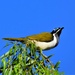 Blue - faced Honeyeater ~     by happysnaps