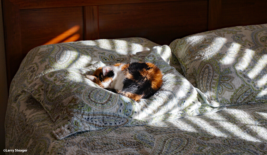 Warm nap by larrysphotos