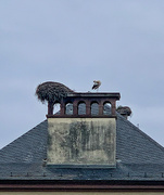 11th Feb 2022 - Stork nest. 