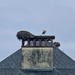 Stork nest.  by cocobella
