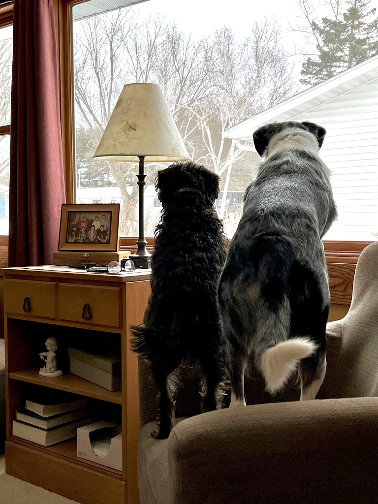 Keeping an eye on the Delivery guy.  by pennyrae