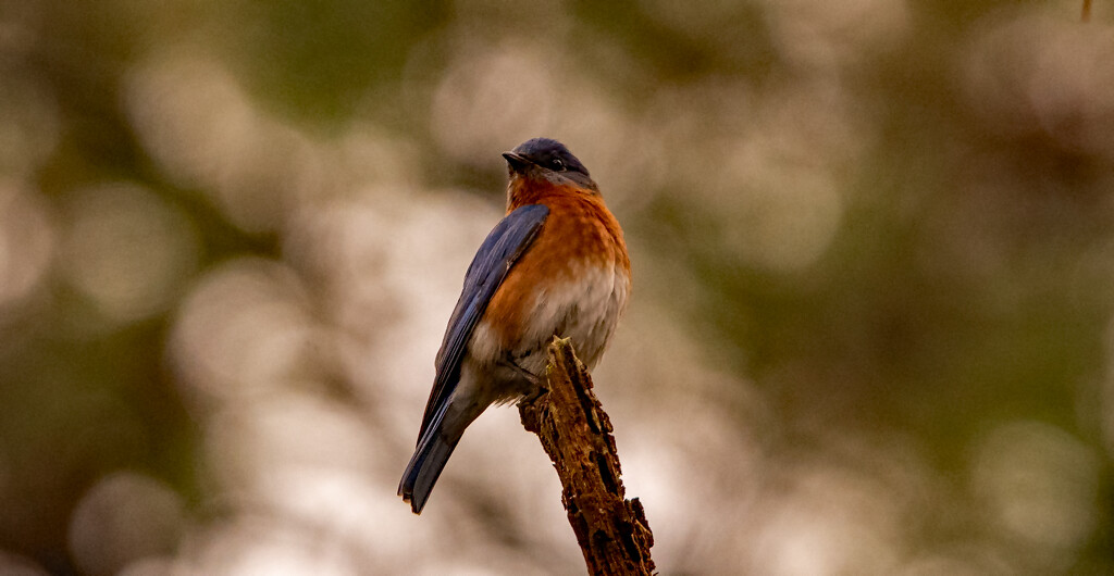 Bluebird Posing Very Nicely! by rickster549