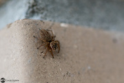 10th Feb 2022 - Jumping Spider