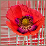 10th Feb 2022 - Another Poppy  