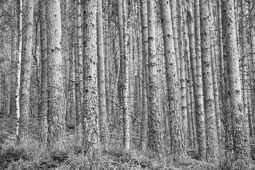 Lines and Lines of Trees by jamibann