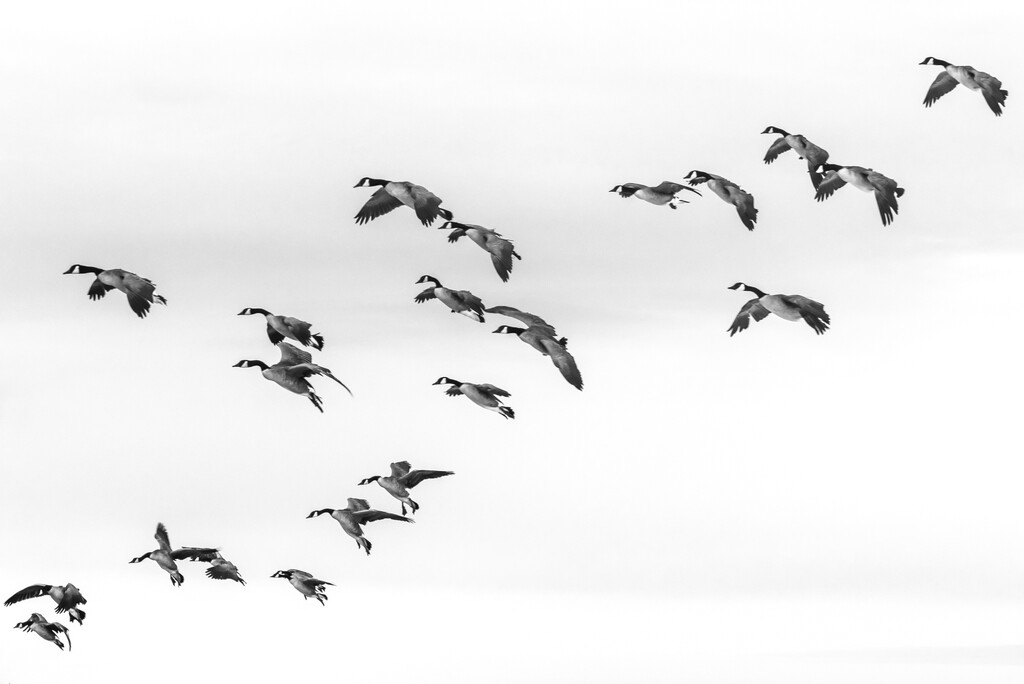 Geese Coming in for Landing by jyokota