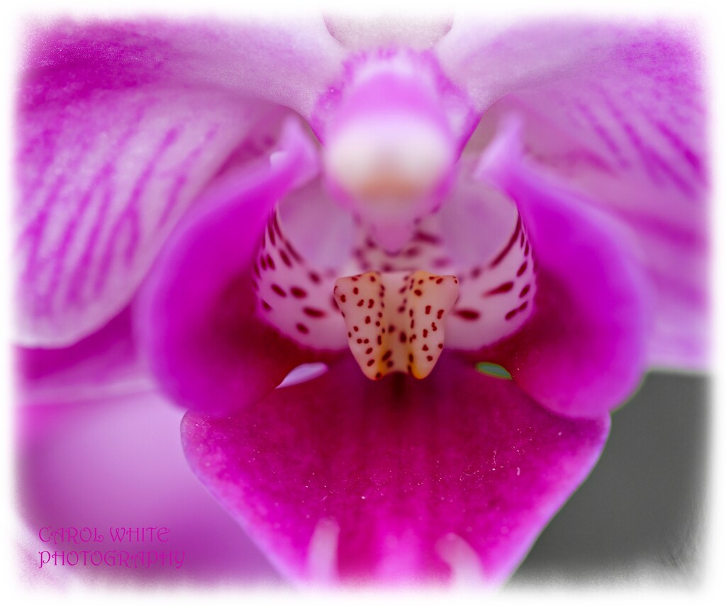 Orchid by carolmw