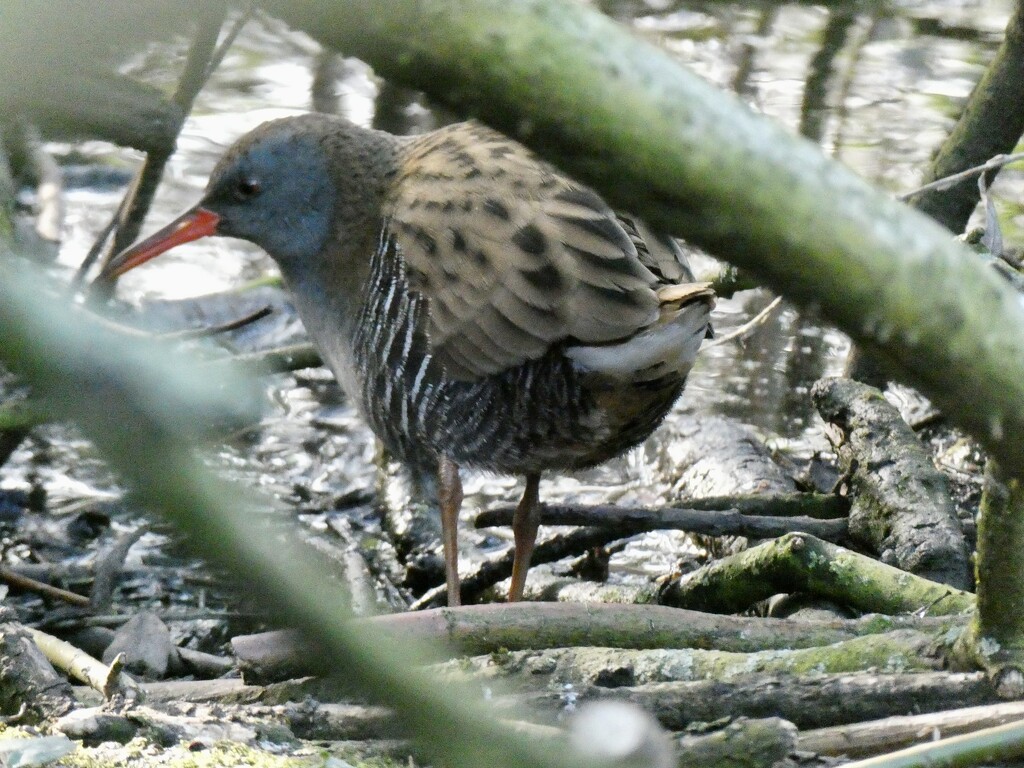 A quick sighting of the water rail. by orchid99