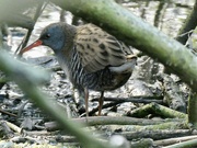 10th Feb 2022 - A quick sighting of the water rail.