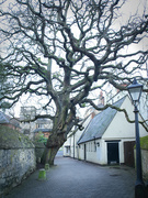 11th Feb 2022 - Bare tree and pub.