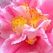 Camellia in all its regal splendor by congaree