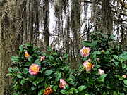 10th Feb 2022 - Camellias and Spanish moss