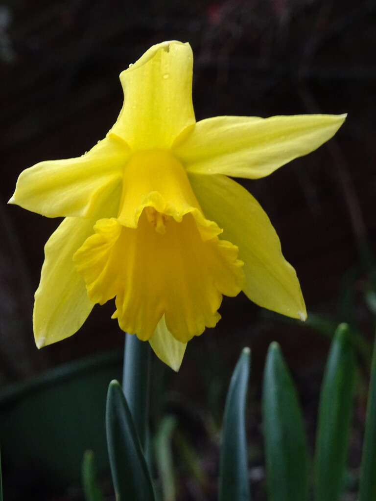 Our first daffodil in the garden! by marianj