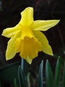10th Feb 2022 - Our first daffodil in the garden!