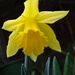 Our first daffodil in the garden! by marianj
