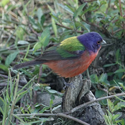 30th Jan 2022 - Painted Bunting