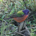 Painted Bunting by annepann