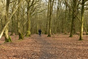 10th Feb 2022 - Our afternoon woodland walk...