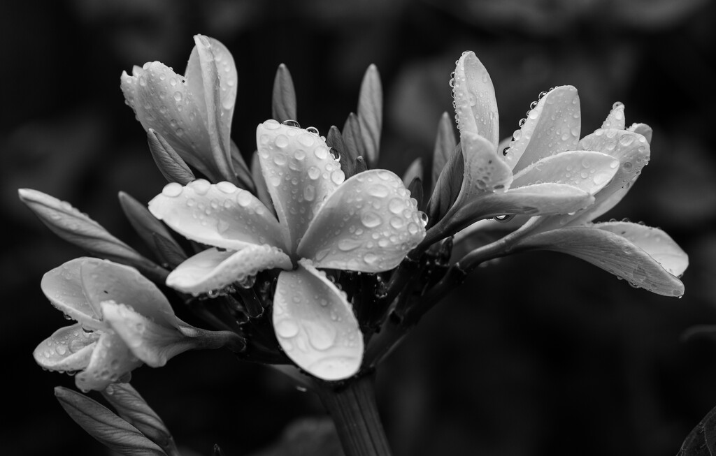 Frangipani after the rain by brigette