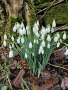 9th Feb 2022 - Snowdrops outside the office