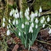Snowdrops outside the office by roachling
