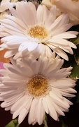 8th Feb 2022 - White Gerbera flowers.