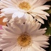 White Gerbera flowers. by grace55