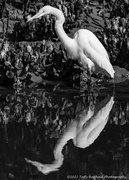 10th Feb 2022 - An Egret Reflects