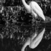 An Egret Reflects by taffy