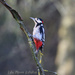 41 - Woody Woodpecker by albailey