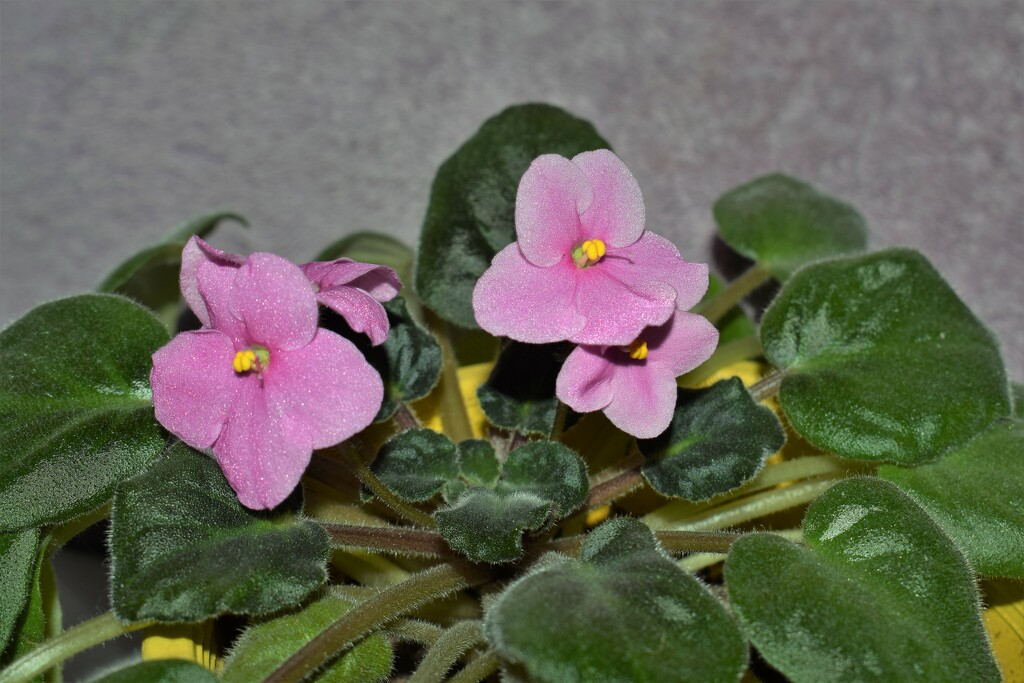 African violets by sandlily