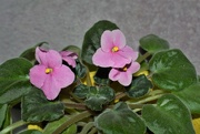 10th Feb 2022 - African violets