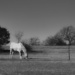 White Horse by judyc57