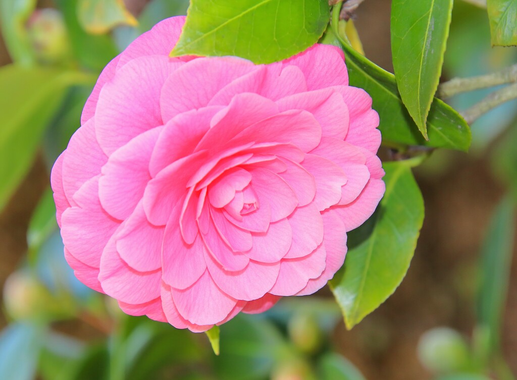Soft Pink Camellia by markandlinda