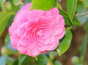 10th Feb 2022 - Soft Pink Camellia