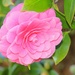 Soft Pink Camellia by markandlinda