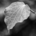 Kawakawa leaf by yorkshirekiwi