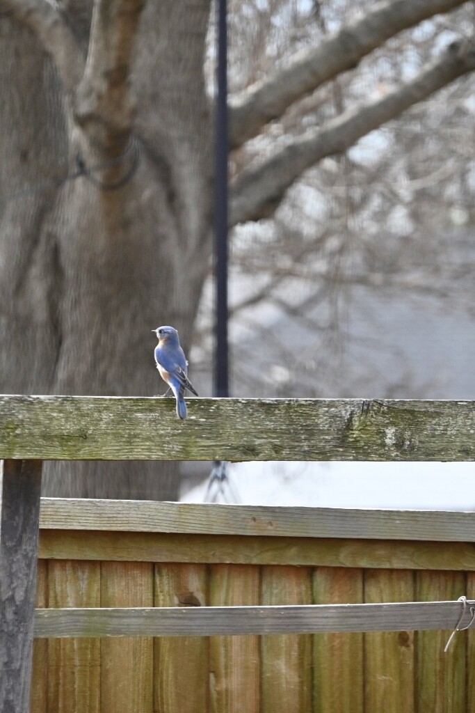 Eastern Bluebird Visit  by metzpah