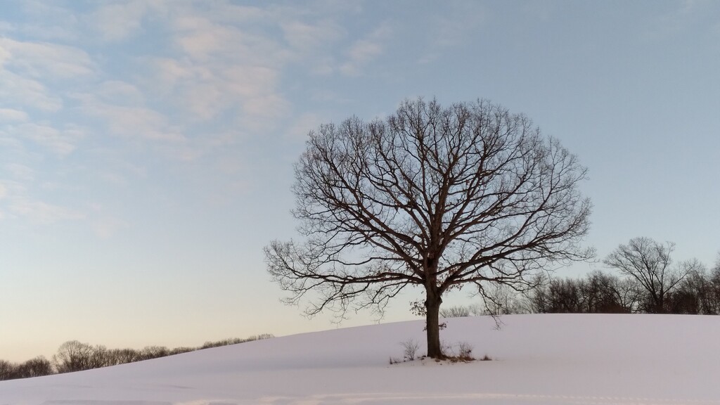 Winter Tree by julie