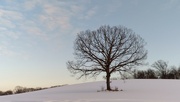 10th Feb 2022 - Winter Tree