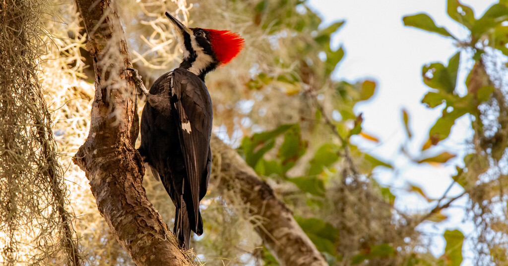 Lady Pileated Woodpecker! by rickster549