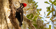 10th Feb 2022 - Lady Pileated Woodpecker!