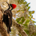 Lady Pileated Woodpecker! by rickster549