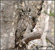 11th Feb 2022 - Great Horned Owl...