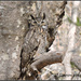 Great Horned Owl... by soylentgreenpics
