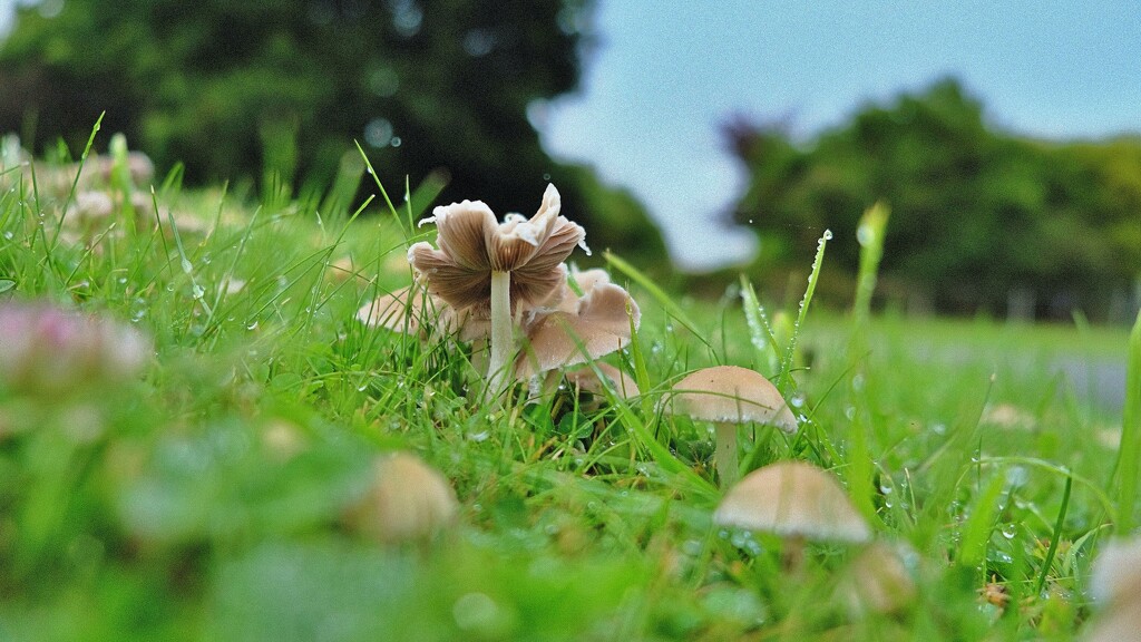 Tiny fungus by maggiemae