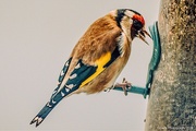 11th Feb 2022 - Goldfinch feeding 