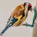 Goldfinch feeding  by stuart46